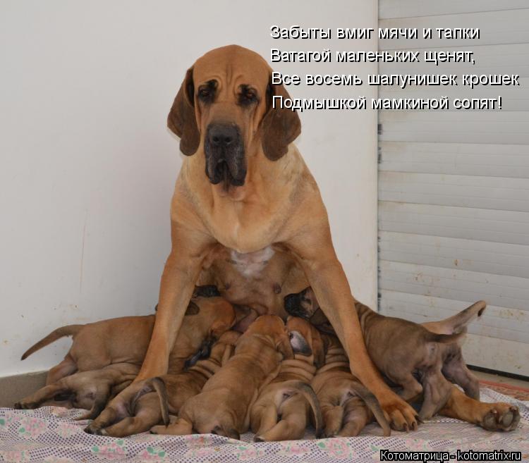 Забыты вмиг мячи и тапки Ватагой маленьких щенят, Все восемь шалунишек крошек Подмышкой мамкиной сопя... Котоматрица: Забыты вмиг мячи и тапки Ватагой маленьких щенят, Все восемь шалунишек крошек Подмышкой мамкиной сопят!