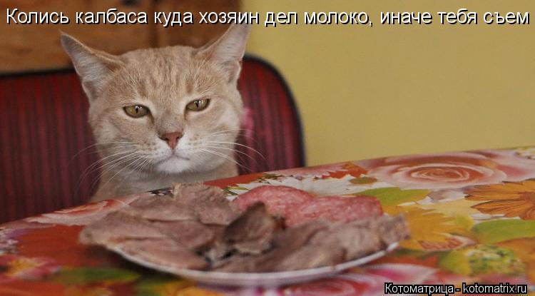 Колись калбаса куда хозяин дел молоко, иначе тебя съем... Котоматрица: Колись калбаса куда хозяин дел молоко, иначе тебя съем