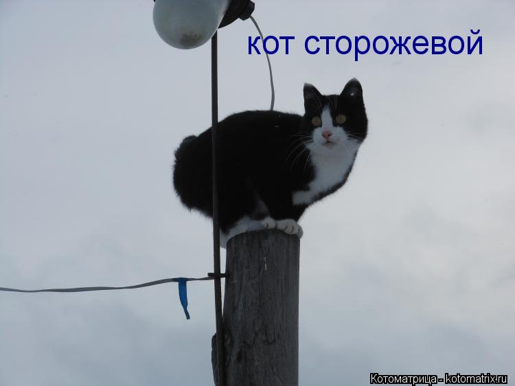 кот сторожевой... Котоматрица: кот сторожевой