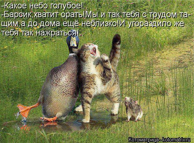 -Какое небо голубое!.. -Барсик,хватит орать!Мы и так тебя с трудом та- щим,а до дома ещё неблизко!И у... Котоматрица: -Какое небо голубое!.. -Барсик,хватит орать!Мы и так тебя с трудом та- щим,а до дома ещё неблизко!И угораздило же тебя так нажраться!..