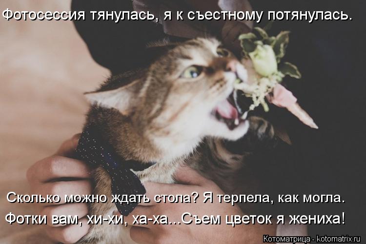 Фотки вам, хи-хи, ха-ха...Съем цветок я жениха! Сколько можно ждать стола? Я терпела, как могла. Фото... Котоматрица: Фотки вам, хи-хи, ха-ха...Съем цветок я жениха! Сколько можно ждать стола? Я терпела, как могла. Фотосессия тянулась, я к съестному потянулась.