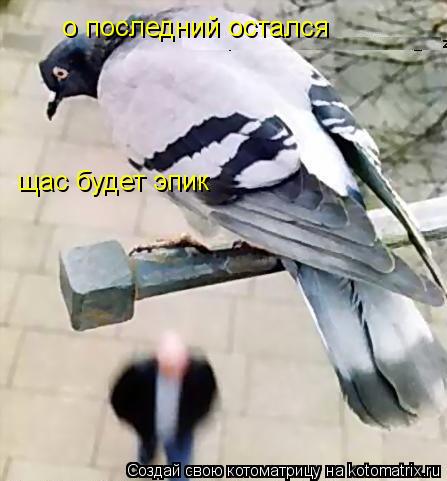 о последний остался щас будет эпик... Котоматрица: о последний остался щас будет эпик