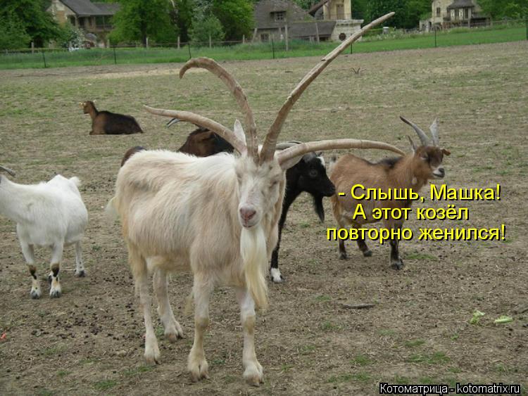 Котоматрица: - Слышь, Машка! А этот козёл повторно женился!