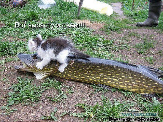 Вот вырасту и съем!!!... Котоматрица: Вот вырасту и съем!!!