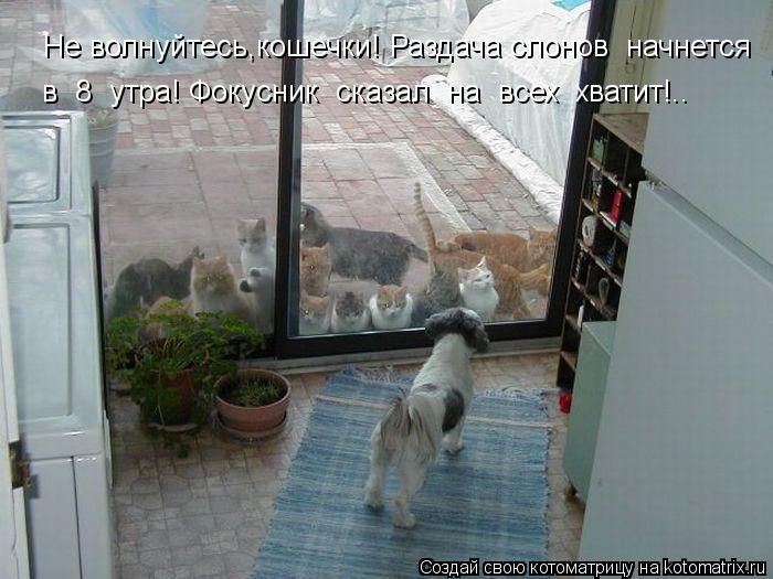 Не волнуйтесь,кошечки! Раздача слонов начнется в 8 утра! Фокусник сказал на всех хватит!..... Котоматрица: Не волнуйтесь,кошечки! Раздача слонов начнется в 8 утра! Фокусник сказал на всех хватит!..
