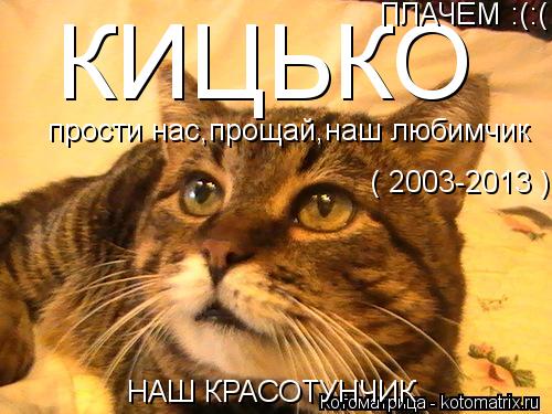 Котоматрица: КИЦЬКО  НАШ КРАСОТУНЧИК ( 2003-2013 ) ПЛАЧЕМ :(:( прости нас,прощай,наш любимчик