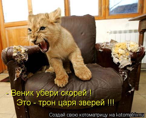 - Веник убери скорей ! Это - трон царя зверей !!!... Котоматрица: - Веник убери скорей ! Это - трон царя зверей !!!