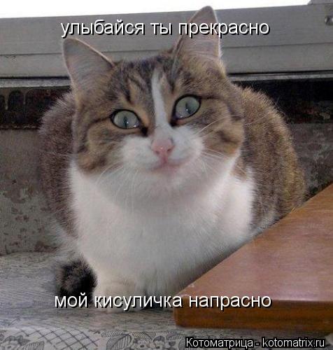 улыбайся ты прекрасно мой кисуличка напрасно... Котоматрица: улыбайся ты прекрасно мой кисуличка напрасно
