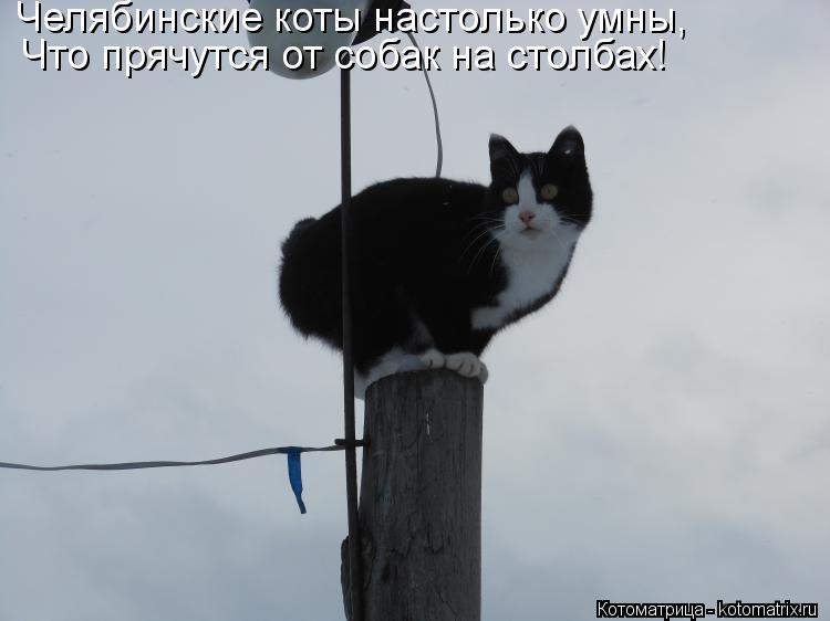 Челябинские коты настолько умны, Что прячутся от собак на столбах!... Котоматрица: Челябинские коты настолько умны, Что прячутся от собак на столбах!