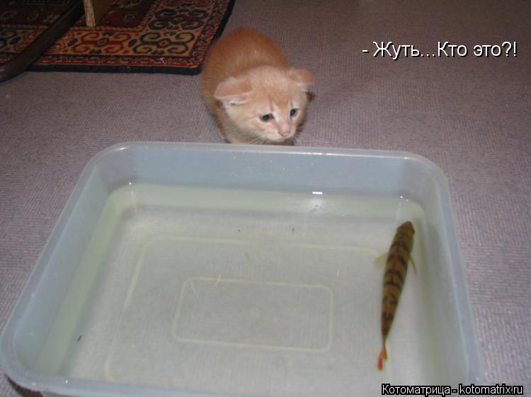- Жуть...Кто это?!... Котоматрица: - Жуть...Кто это?!