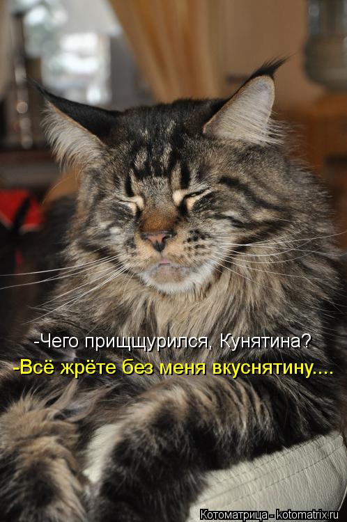 -Чего прищщурился, Кунятина? -Всё жрёте без меня вкуснятину....... Котоматрица: -Чего прищщурился, Кунятина? -Всё жрёте без меня вкуснятину....