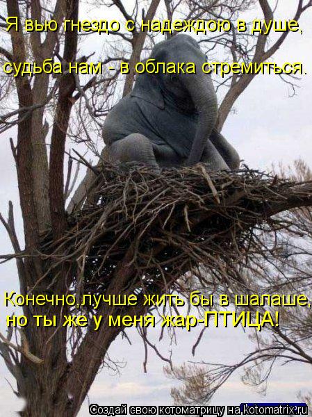 но ты же у меня жар-ПТИЦА! Я вью гнездо с надеждою в душе, Конечно,лучше жить бы в шалаше, судьба нам... Котоматрица: но ты же у меня жар-ПТИЦА! Я вью гнездо с надеждою в душе, Конечно,лучше жить бы в шалаше, судьба нам - в облака стремиться.