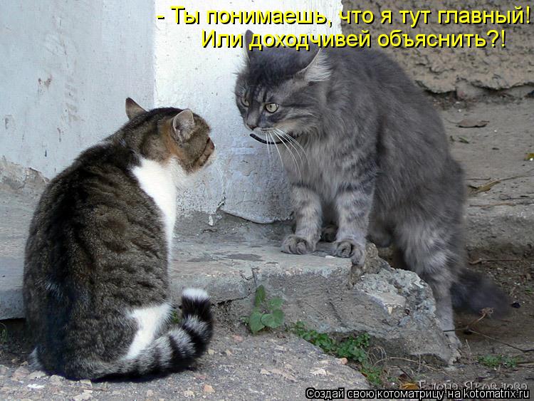 Или доходчивей объяснить?! - Ты понимаешь, что я тут главный!... Котоматрица: Или доходчивей объяснить?! - Ты понимаешь, что я тут главный!