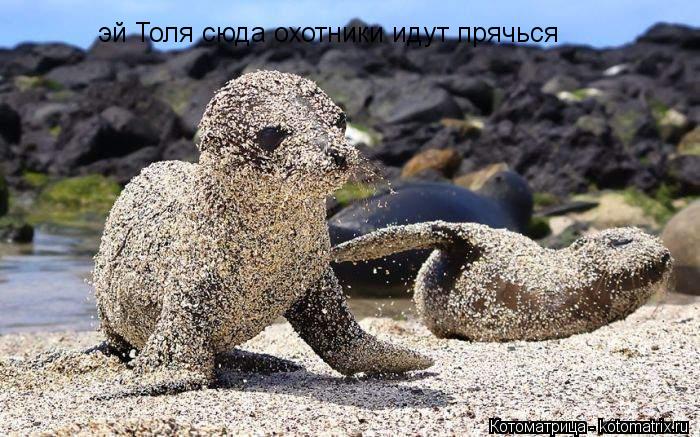 эй Толя сюда охотники идут прячься... Котоматрица: эй Толя сюда охотники идут прячься