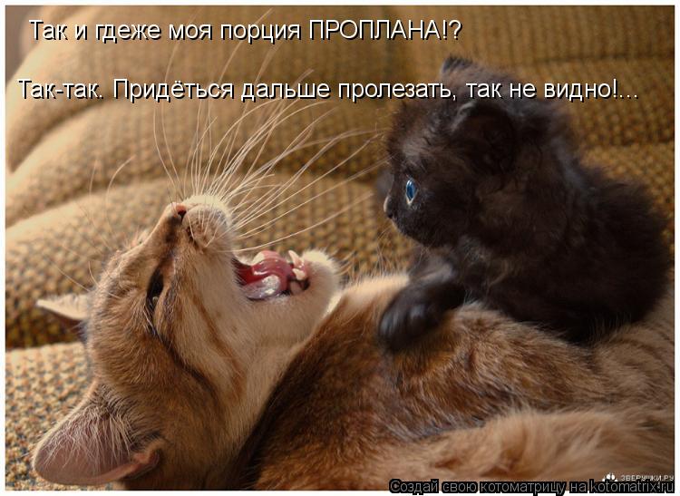 Так и гдеже моя порция ПРОПЛАНА!? Так-так. Придёться дальше пролезать, так не видно!...... Котоматрица: Так и гдеже моя порция ПРОПЛАНА!? Так-так. Придёться дальше пролезать, так не видно!...