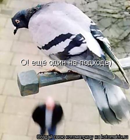 О! ещё один на подходе)... Котоматрица: О! ещё один на подходе)