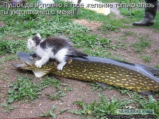 -Пушок,да исполню я твоё желание,только слезь ты уже,наконец,с меня!... Котоматрица: -Пушок,да исполню я твоё желание,только слезь ты уже,наконец,с меня!
