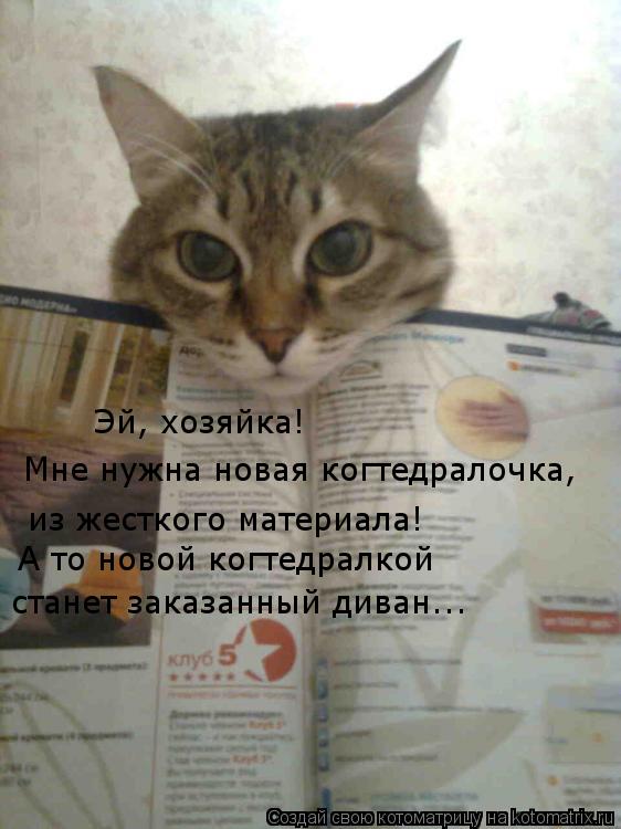 Эй, хозяйка! Мне нужна новая когтедралочка, из жесткого материала! А то новой когтедралкой станет за... Котоматрица: Эй, хозяйка! Мне нужна новая когтедралочка, из жесткого материала! А то новой когтедралкой станет заказанный диван...