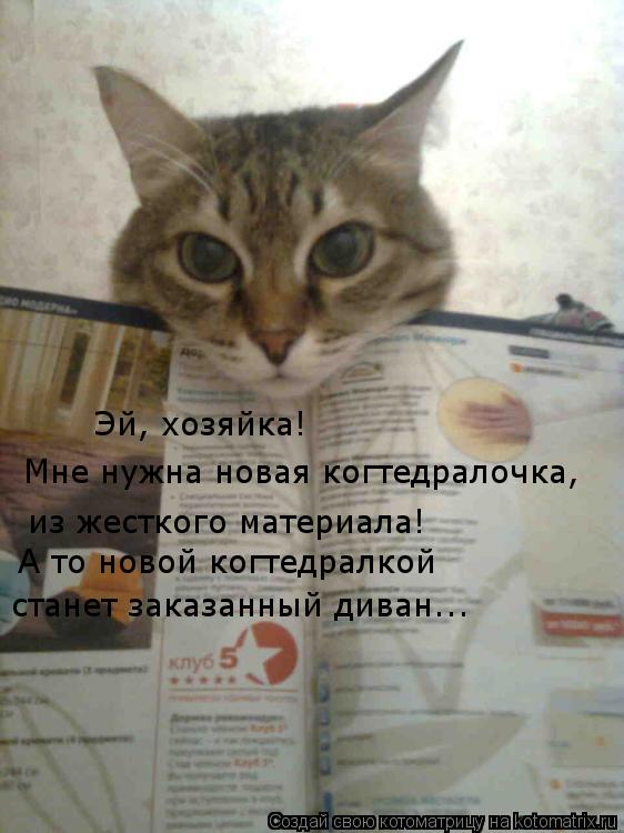 Котоматрица: Эй, хозяйка! Мне нужна новая когтедралочка, из жесткого материала! А то новой когтедралкой  станет заказанный диван...