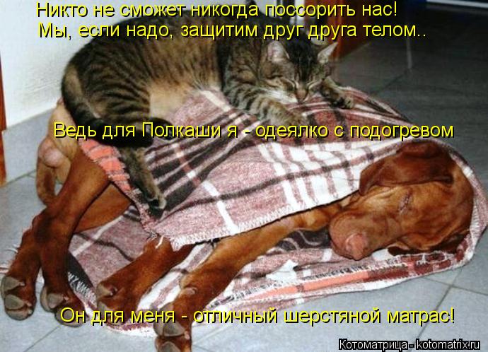 Никто не сможет никогда поссорить нас! Мы, если надо, защитим друг друга телом.. Ведь для Полкаши я -... Котоматрица: Никто не сможет никогда поссорить нас! Мы, если надо, защитим друг друга телом.. Ведь для Полкаши я - одеялко с подогревом Он для меня - отличн