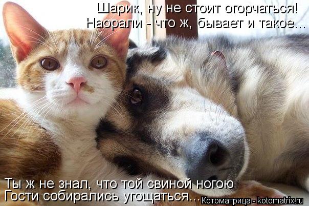 Шарик, ну не стоит огорчаться! Наорали - что ж, бывает и такое... Ты ж не знал, что той свиной ногою ... Котоматрица: Шарик, ну не стоит огорчаться! Наорали - что ж, бывает и такое... Ты ж не знал, что той свиной ногою Гости собирались угощаться...