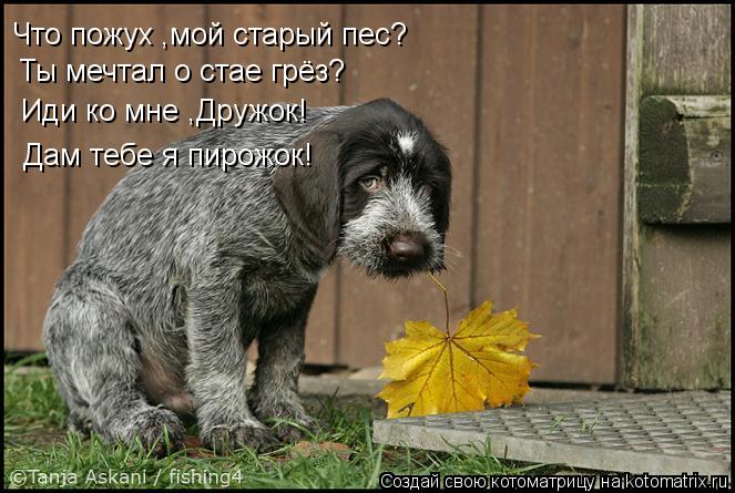 Что пожух ,мой старый пес? Ты мечтал о стае грёз? Иди ко мне ,Дружок! Дам тебе я пирожок!... Котоматрица: Что пожух ,мой старый пес? Ты мечтал о стае грёз? Иди ко мне ,Дружок! Дам тебе я пирожок!