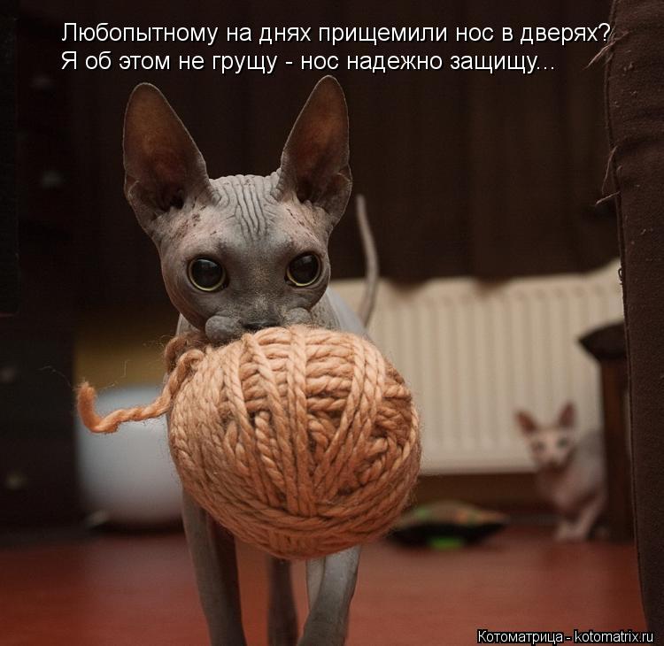 Любопытному на днях прищемили нос в дверях? Я об этом не грущу - нос надежно защищу...... Котоматрица: Любопытному на днях прищемили нос в дверях? Я об этом не грущу - нос надежно защищу...