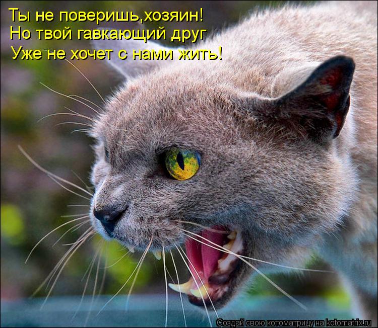 Ты не поверишь,хозяин! Но твой гавкающий друг Уже не хочет с нами жить!... Котоматрица: Ты не поверишь,хозяин! Но твой гавкающий друг Уже не хочет с нами жить!