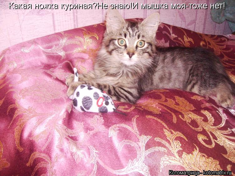 Какая ножка куриная?Не знаю!И мышка моя-тоже нет!... Котоматрица: Какая ножка куриная?Не знаю!И мышка моя-тоже нет!