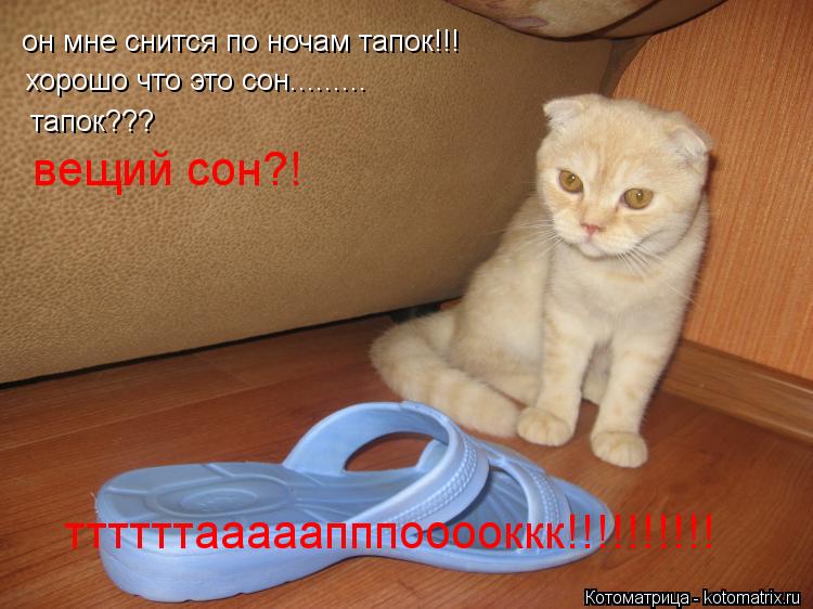 он мне снится по ночам тапок!!! хорошо что это сон......... тапок??? вещий сон?! ттттттааааапппоооокк... Котоматрица: он мне снится по ночам тапок!!! хорошо что это сон......... тапок??? вещий сон?! ттттттааааапппооооккк!!!!!!!!!!