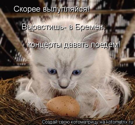 Скорее вылупляйся! концерты давать поедем! Вырастишь- в Бремен,... Котоматрица: Скорее вылупляйся! концерты давать поедем! Вырастишь- в Бремен,