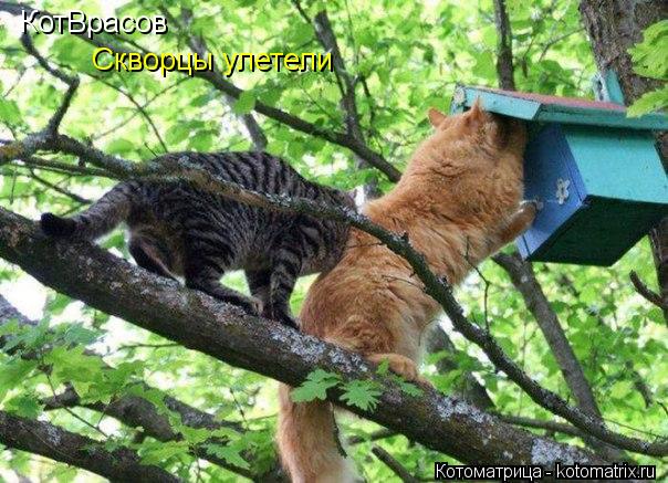 КотВрасов Скворцы улетели... Котоматрица: КотВрасов Скворцы улетели