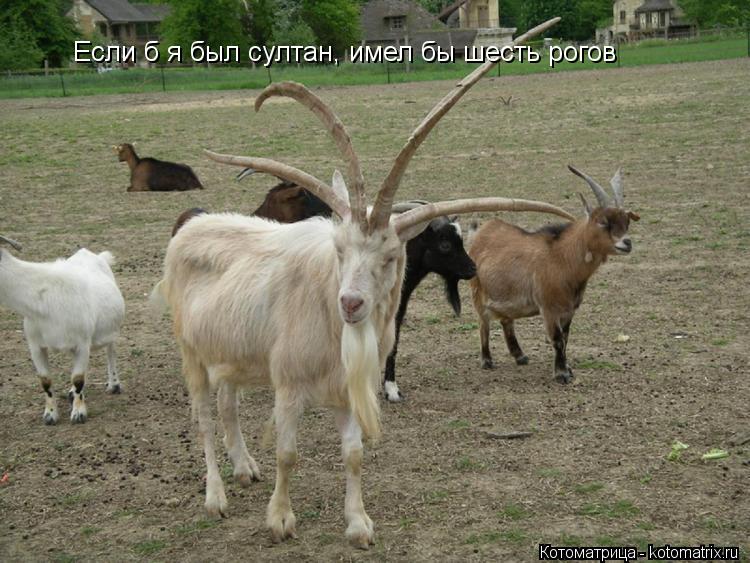 Если б я был султан, имел бы шесть рогов... Котоматрица: Если б я был султан, имел бы шесть рогов