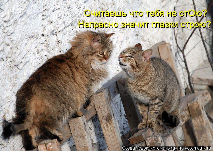 Котоматрица: Считаешь что тебя не стОю? Напрасно значит глазки строю?