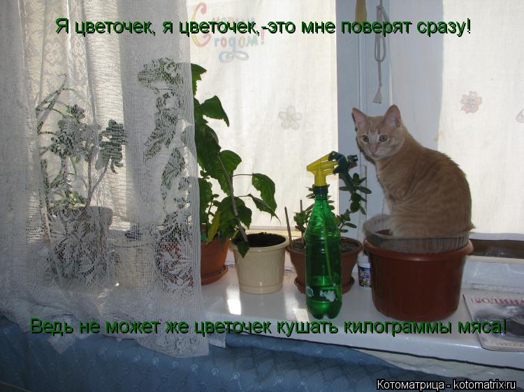 Я цветочек, я цветочек,-это мне поверят сразу! Ведь не может же цветочек кушать килограммы мяса!... Котоматрица: Я цветочек, я цветочек,-это мне поверят сразу! Ведь не может же цветочек кушать килограммы мяса!
