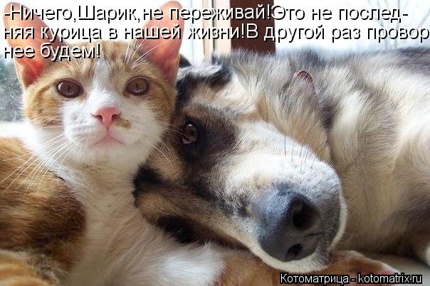 -Ничего,Шарик,не переживай!Это не послед- няя курица в нашей жизни!В другой раз провор- нее будем!... Котоматрица: -Ничего,Шарик,не переживай!Это не послед- няя курица в нашей жизни!В другой раз провор- нее будем!