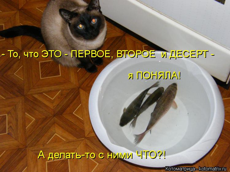 - То, что ЭТО - ПЕРВОЕ, ВТОРОЕ и ДЕСЕРТ - я ПОНЯЛА! А делать-то с ними ЧТО?!... Котоматрица: - То, что ЭТО - ПЕРВОЕ, ВТОРОЕ и ДЕСЕРТ - я ПОНЯЛА! А делать-то с ними ЧТО?!