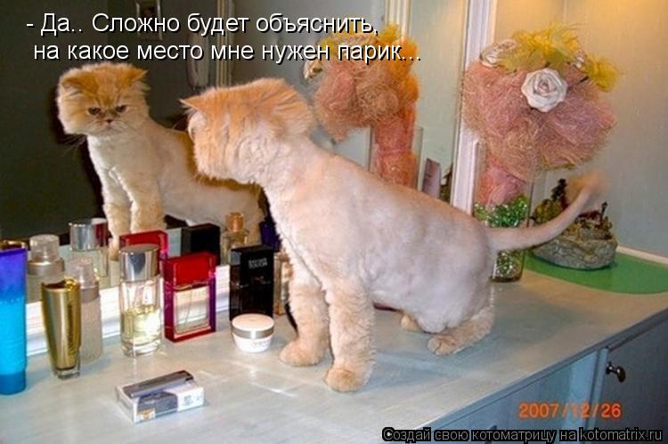 - Да.. Сложно будет объяснить, на какое место мне нужен парик...... Котоматрица: - Да.. Сложно будет объяснить, на какое место мне нужен парик...