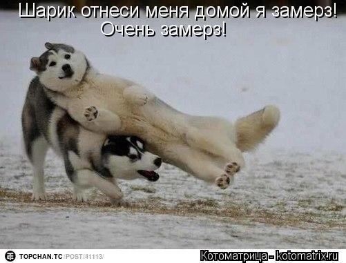Шарик отнеси меня домой я замерз! Очень замерз!... Котоматрица: Шарик отнеси меня домой я замерз! Очень замерз!