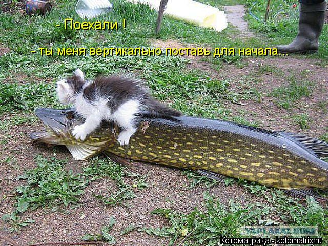 - Поехали ! - ты меня вертикально поставь для начала...... Котоматрица: - Поехали ! - ты меня вертикально поставь для начала...