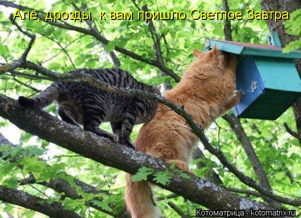 Алё, дрозды, к вам пришло Светлое Завтра... Котоматрица: Алё, дрозды, к вам пришло Светлое Завтра