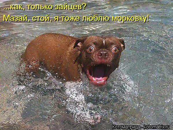 ...как, только зайцев? Мазай, стой, я тоже люблю морковку!... Котоматрица: ...как, только зайцев? Мазай, стой, я тоже люблю морковку!