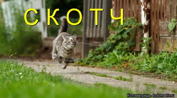С К О Т Ч... Котоматрица: С К О Т Ч