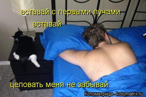 вставай с первыми лучами вставай целовать меня не забывай... Котоматрица: вставай с первыми лучами вставай целовать меня не забывай