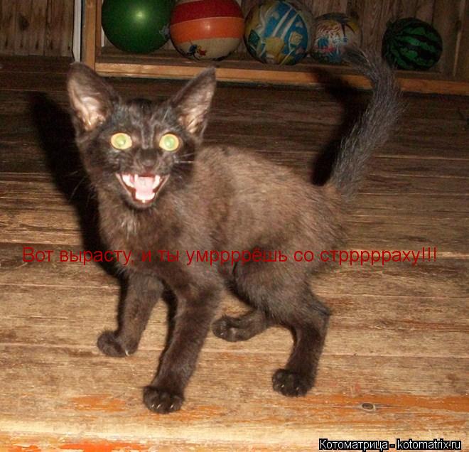 Вот вырасту, и ты умррррёшь со стррррраху!!!... Котоматрица: Вот вырасту, и ты умррррёшь со стррррраху!!!