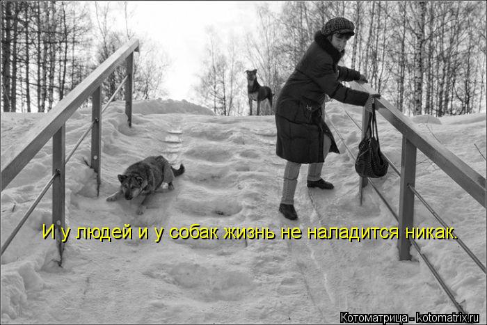 И у людей и у собак жизнь не наладится никак.... Котоматрица: И у людей и у собак жизнь не наладится никак.