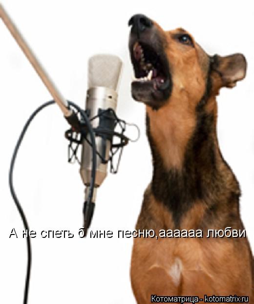 А не спеть б мне песню,аааааа любви... Котоматрица: А не спеть б мне песню,аааааа любви