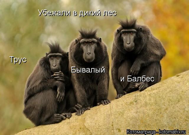 Трус Бывалый и Балбес Убежали в дикий лес... Котоматрица: Трус Бывалый и Балбес Убежали в дикий лес