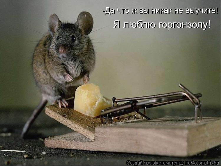 -Да что ж вы никак не выучите! Я люблю горгонзолу!... Котоматрица: -Да что ж вы никак не выучите! Я люблю горгонзолу!