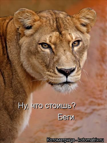 Ну, что стоишь? Беги.... Котоматрица: Ну, что стоишь? Беги.
